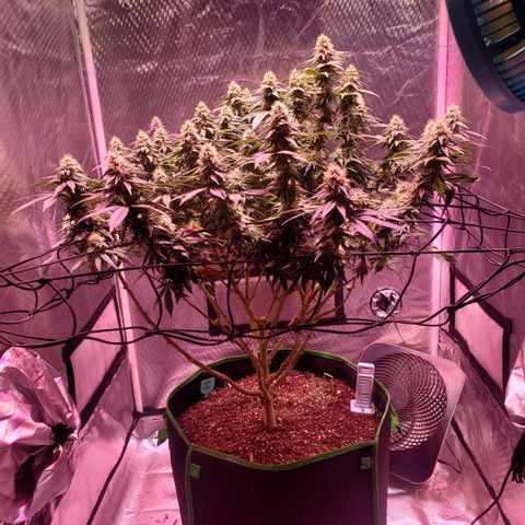 Star Killer (1) growlog timeline photo
