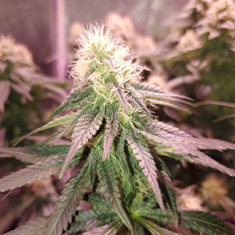 Star Killer (1) growlog timeline photo