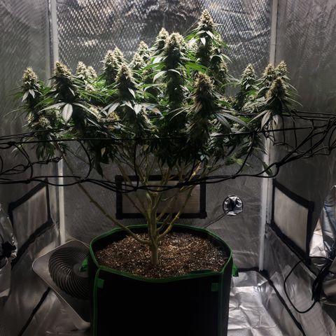 Star Killer (1) growlog timeline photo