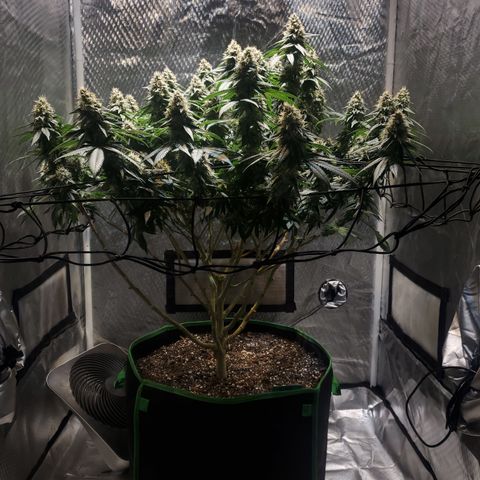 Star Killer (1) growlog timeline photo