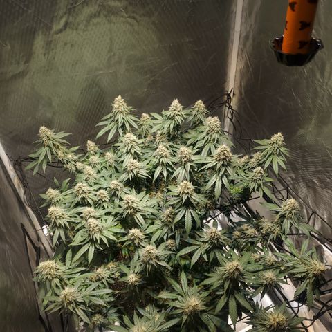 Star Killer (1) growlog timeline photo