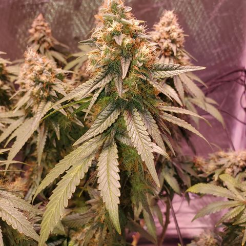 Star Killer (1) growlog timeline photo