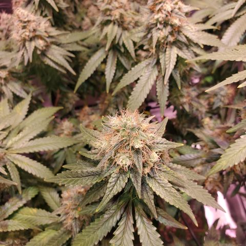 Star Killer (1) growlog timeline photo