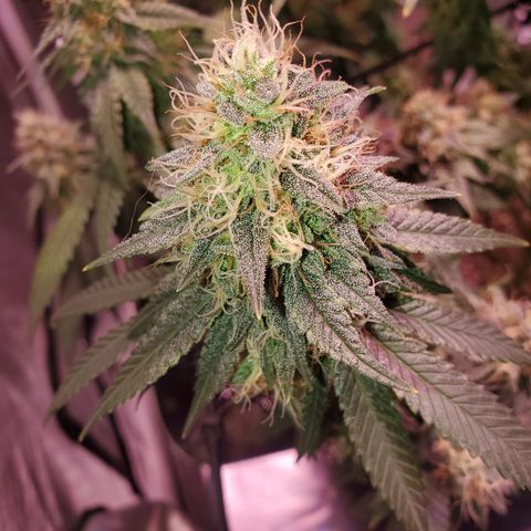 Star Killer (1) growlog timeline photo