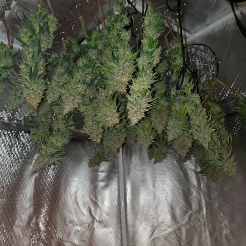 Star Killer (1) growlog timeline photo