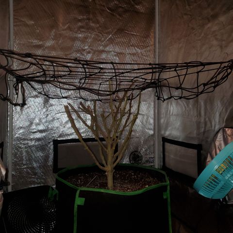 Star Killer (1) growlog timeline photo