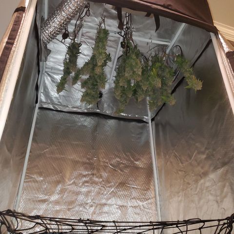 Star Killer (1) growlog timeline photo
