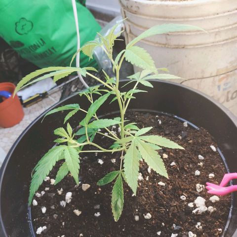 Genética desconocida growlog photo: Girls cookies scoutt