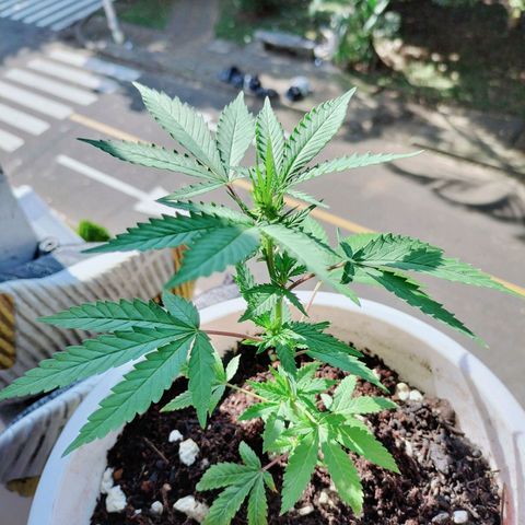 Genética desconocida growlog timeline photo
