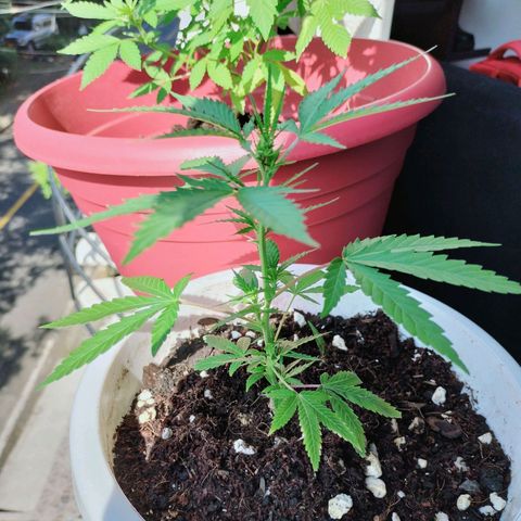 Genética desconocida growlog timeline photo