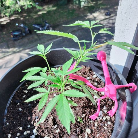 Genética desconocida growlog photo: Se le aplica método lst