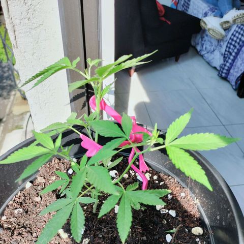 Genética desconocida growlog timeline photo