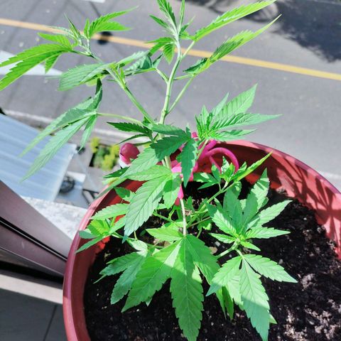 Genética desconocida growlog photo: Lst