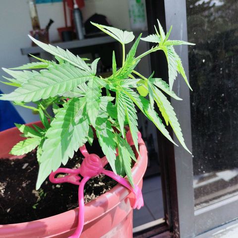 Genética desconocida growlog timeline photo