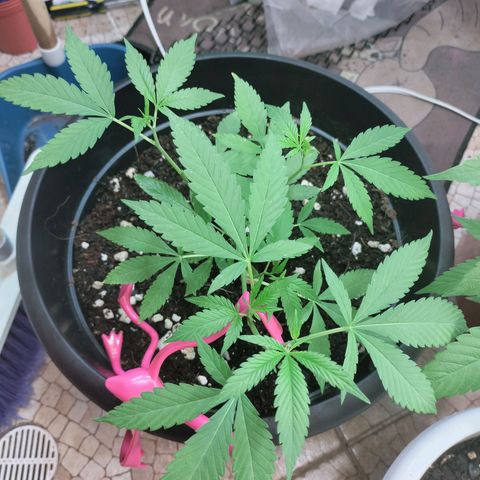 Genética desconocida growlog photo: Un día después del guache