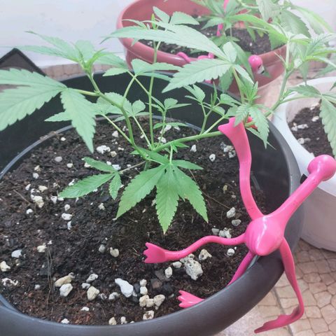 Genética desconocida growlog timeline photo