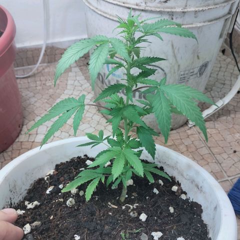 Genética desconocida growlog timeline photo