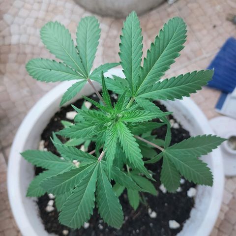 Genética desconocida growlog photo: Un día después del guache