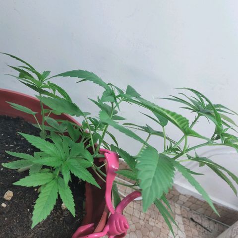 Genética desconocida growlog photo: Un día después del guache 