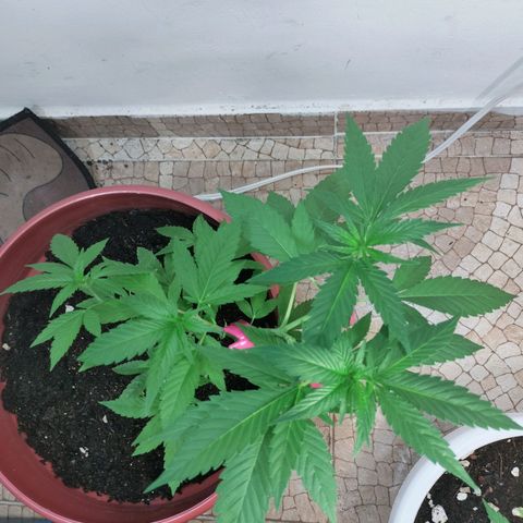 Genética desconocida growlog photo: Un día después del guache 
