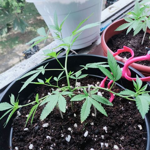 Genética desconocida growlog photo: Lst 