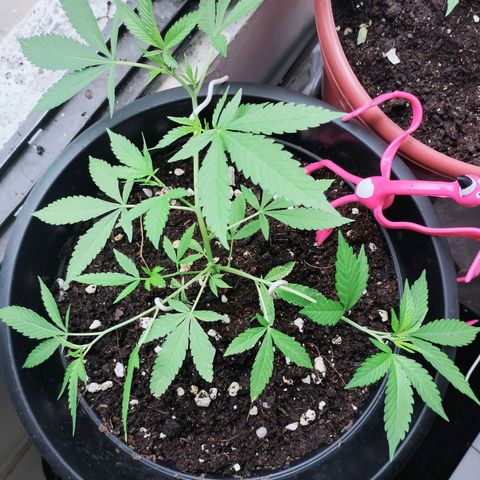 Genética desconocida growlog photo: Lst 