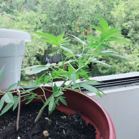 Genética desconocida growlog photo: Nikole kush lst