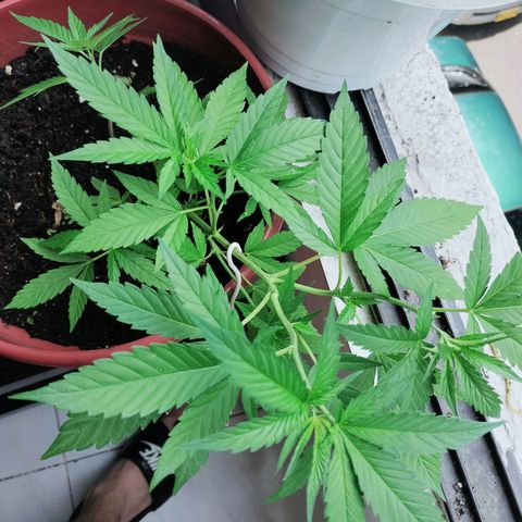 Genética desconocida growlog photo: Nikole kush lst
