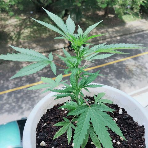 Genética desconocida growlog photo: MATANUSKA TUNDRA lst