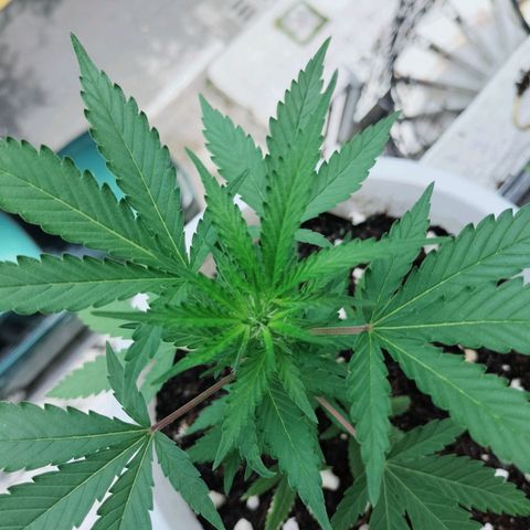 Genética desconocida growlog photo: MATANUSKA TUNDRA lst