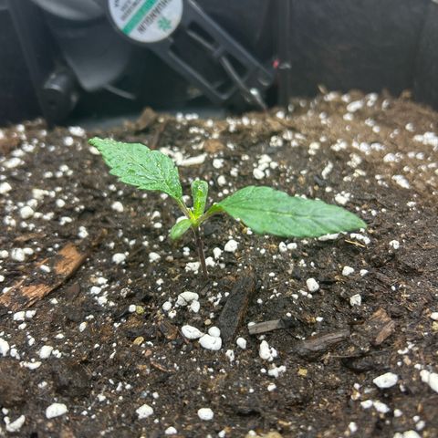 Firstborn growlog photo: Seedling