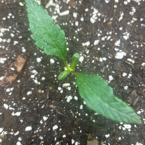 Firstborn growlog photo: New leafs