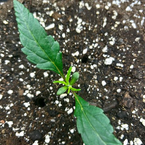 Firstborn growlog photo: 2 sets of new leafs
