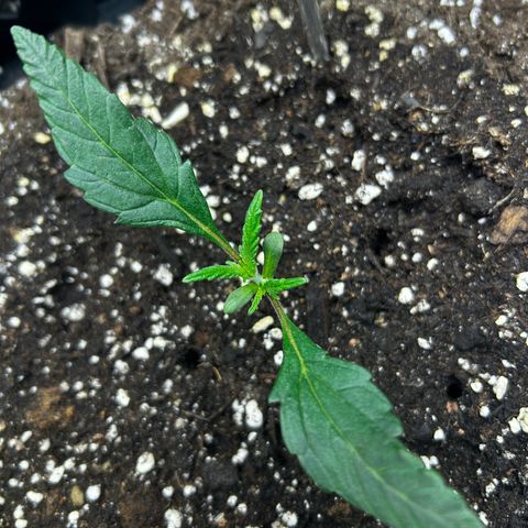 Firstborn growlog photo: Looks Healthy