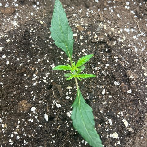 Firstborn growlog photo: Big wings