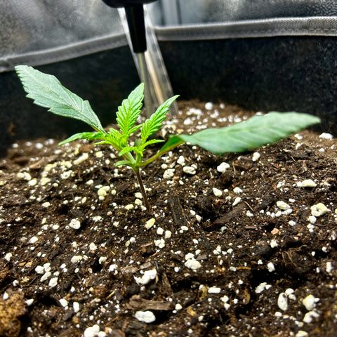 Firstborn growlog photo: Happy girl