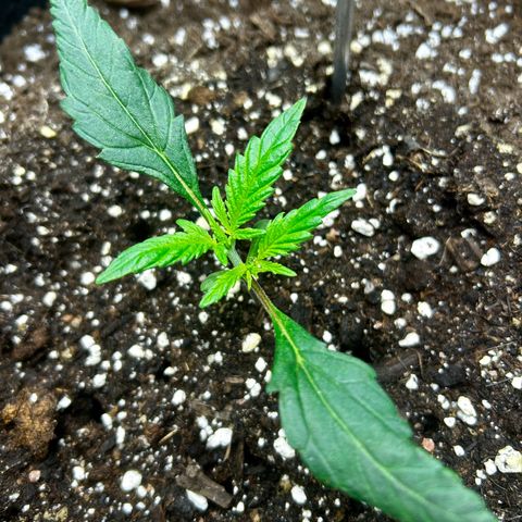 Firstborn growlog photo: Happy girl