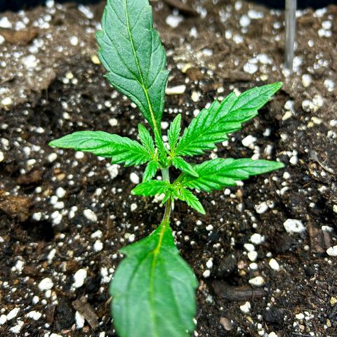 Firstborn growlog photo: Nighttime