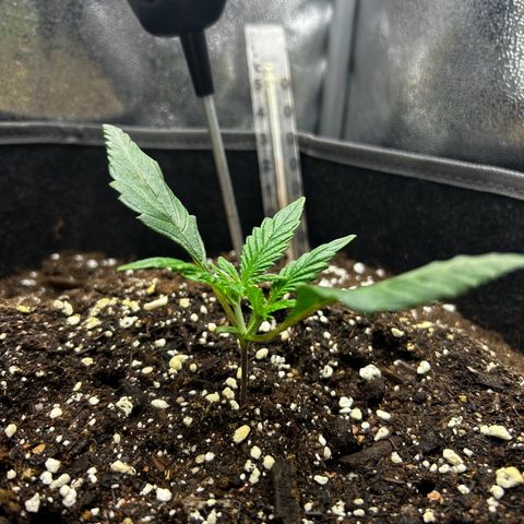 Firstborn growlog photo: Nighttime