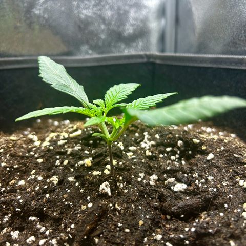 Firstborn growlog photo: Just fed her