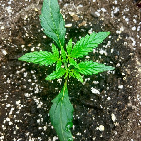 Firstborn growlog photo: Just fed her