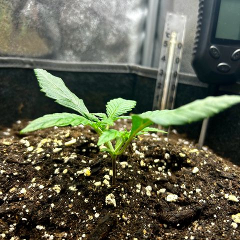 Firstborn growlog photo: Alot happends in 12 hours
