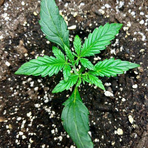 Firstborn growlog photo: Alot happends in 12 hours