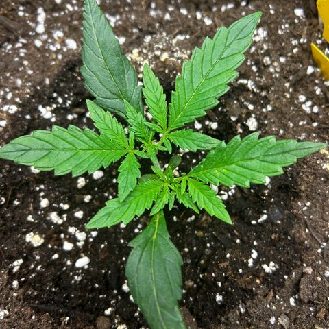 Firstborn growlog photo: 😊
