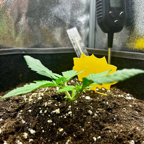 Firstborn growlog photo: 😊