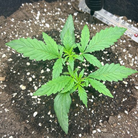 Firstborn growlog timeline photo
