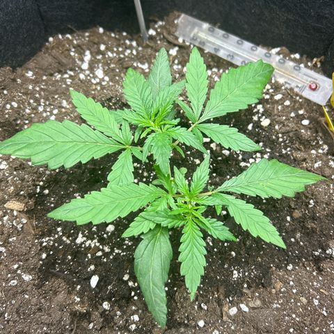 Firstborn growlog timeline photo