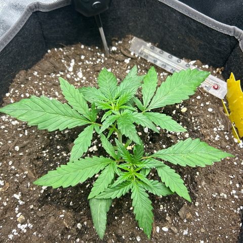 Firstborn growlog timeline photo