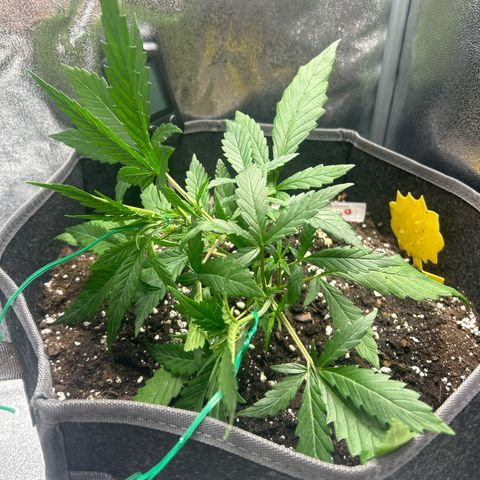Firstborn growlog photo: First training