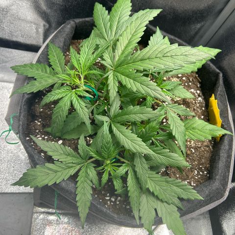 Firstborn growlog photo: Responding well on LST